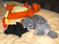 /album/fotogaleria-odchovov-od-butterfly/a0536-1-jpg/